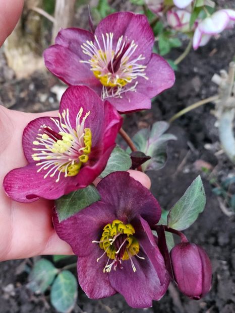  - Spanz 2017 2023 2024