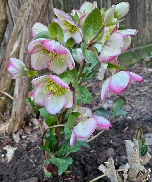  - Spanz 2017 2023 2024