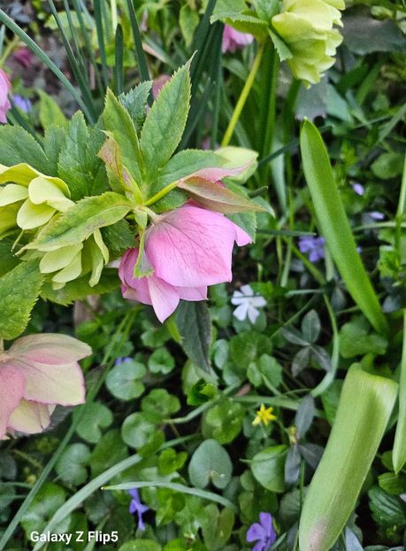  - Spanz 2017 2023 2024