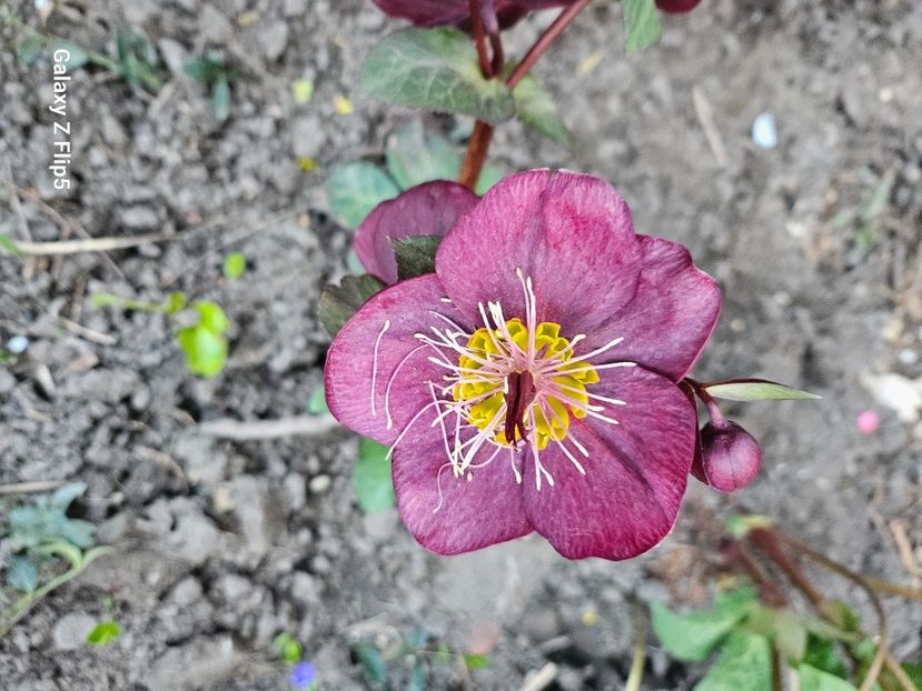  - Spanz 2017 2023 2024