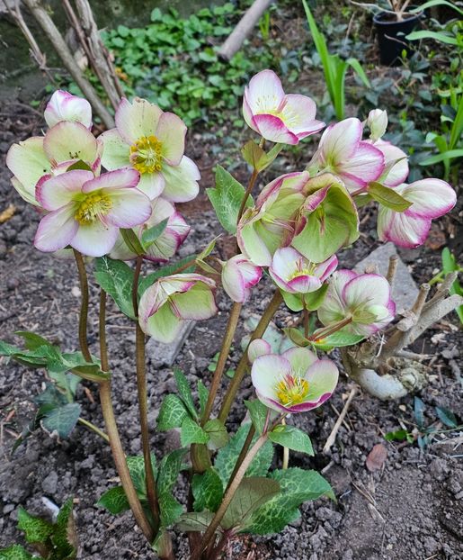  - Spanz 2017 2023 2024