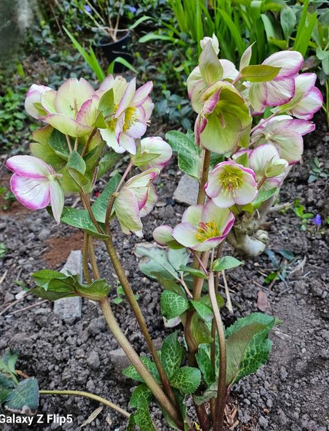  - Spanz 2017 2023 2024