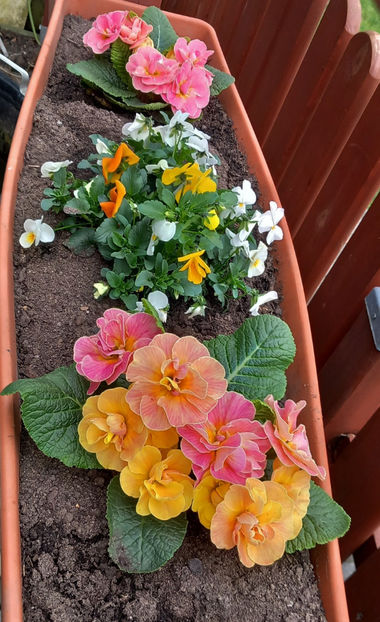 © - 2024 - 01 - Primavara