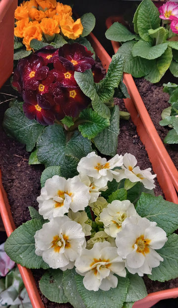 © - 2024 - 01 - Primavara