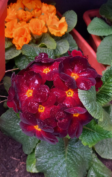 © - 2024 - 01 - Primavara