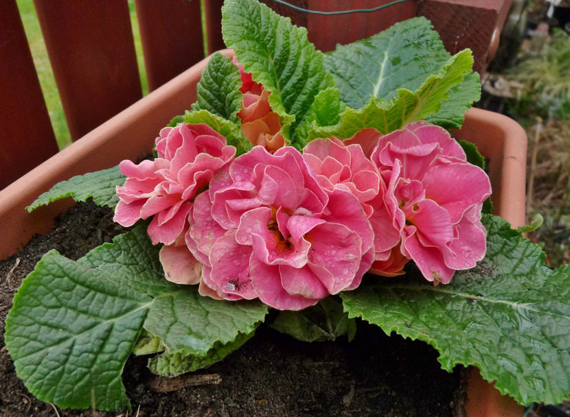 © - 2024 - 01 - Primavara