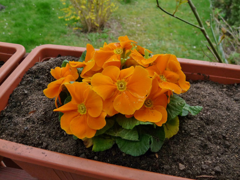 © - 2024 - 01 - Primavara