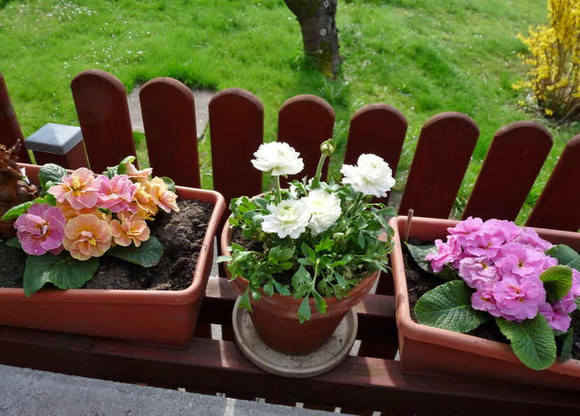 © - 2024 - 01 - Primavara