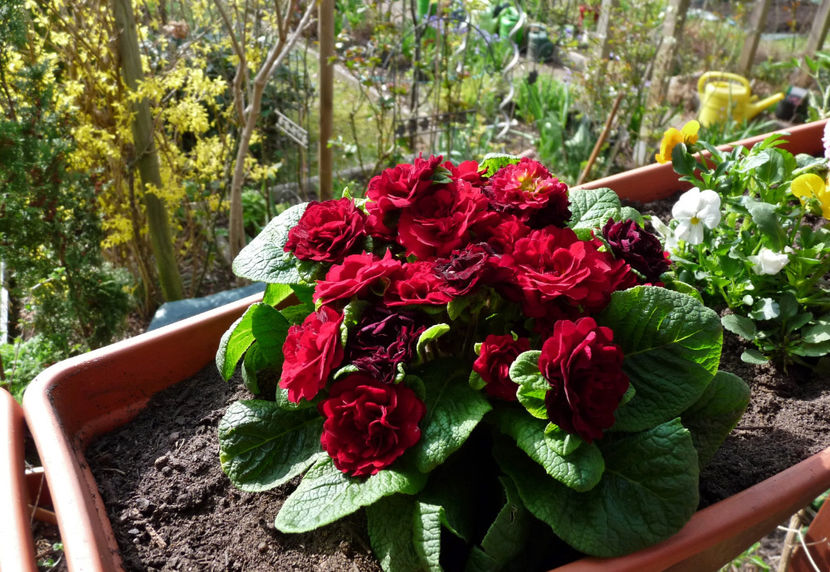 © - 2024 - 01 - Primavara