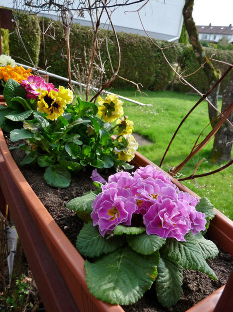 © - 2024 - 01 - Primavara