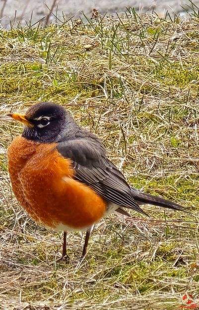 American Robin - BIRDS - Pasari