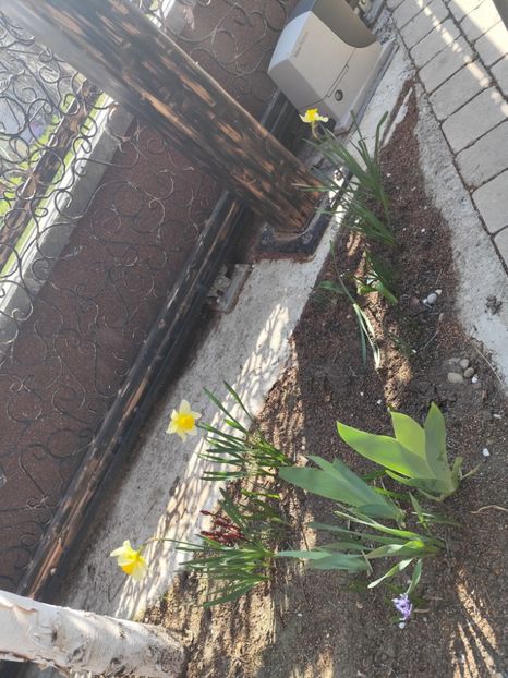 - Primăvara 2024