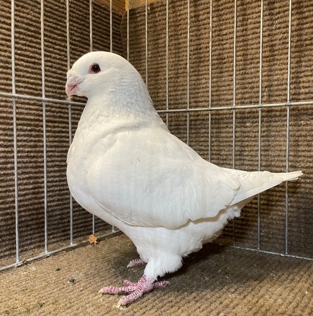  - Porumbei Vânduți