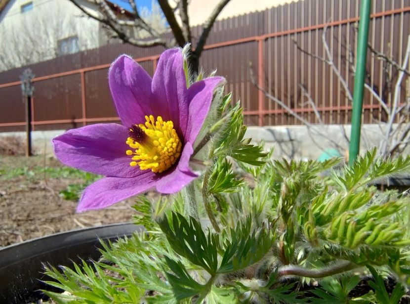 Pulastilla vulgaris -Deditel - Flori de gradină-2024