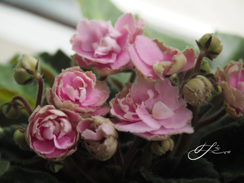  - Optimara My Delight