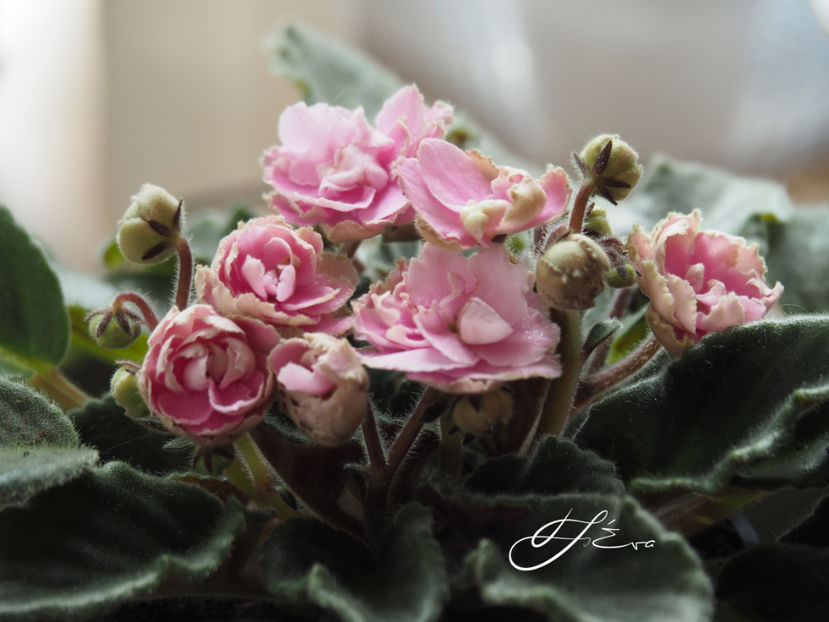  - Optimara My Delight