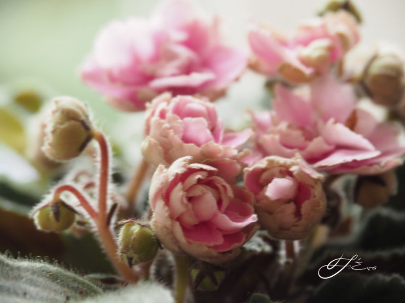  - Optimara My Delight