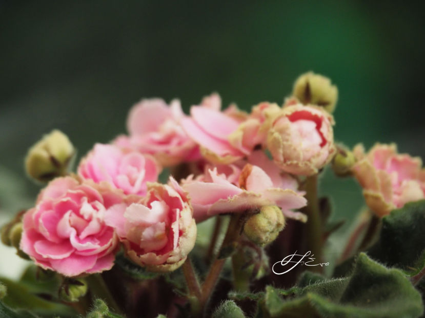  - Optimara My Delight