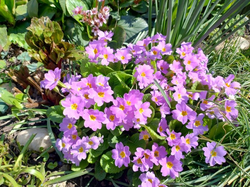  - Flori de gradină-2024