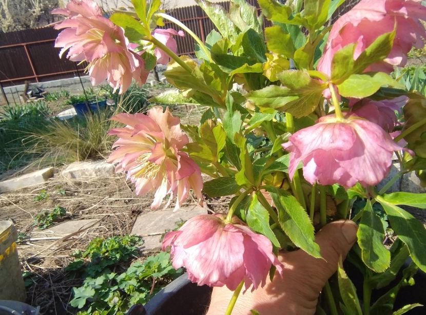  - Flori de gradină-2024