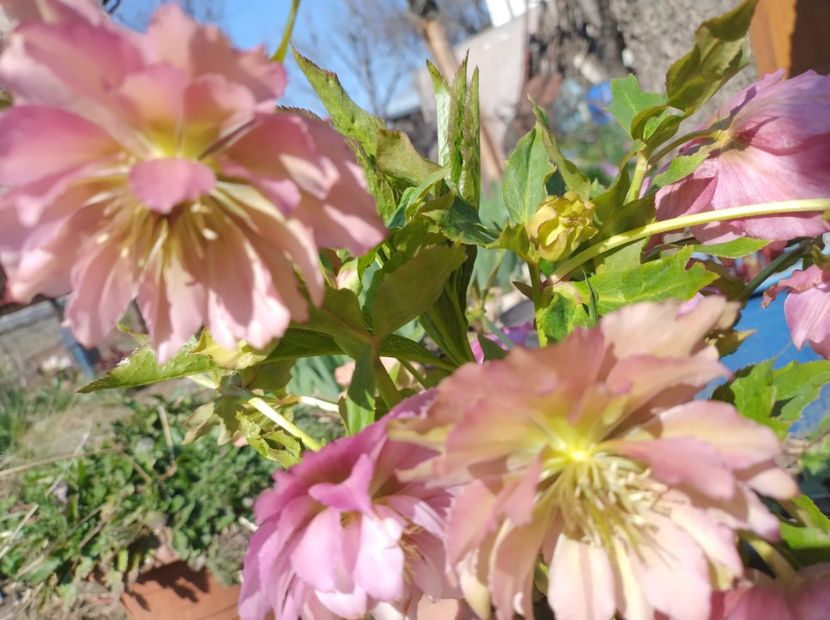  - Flori de gradină-2024