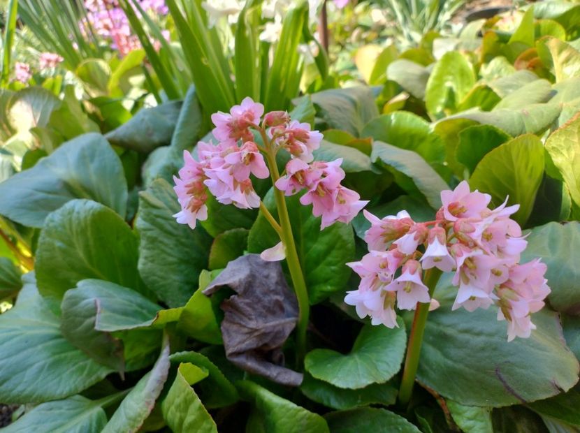  - Flori de gradină-2024