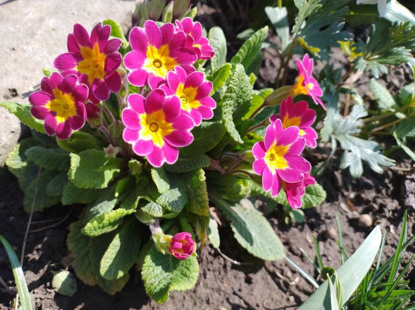  - Flori de gradină-2024