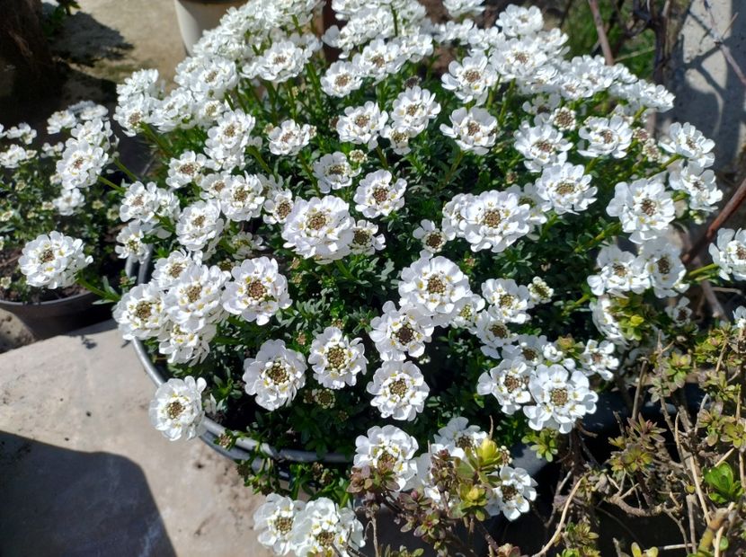  - Flori de gradină-2024