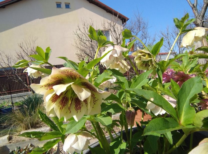  - Flori de gradină-2024