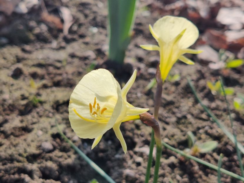 10_Narcissus bulbocodium Arctic bells - Narcise