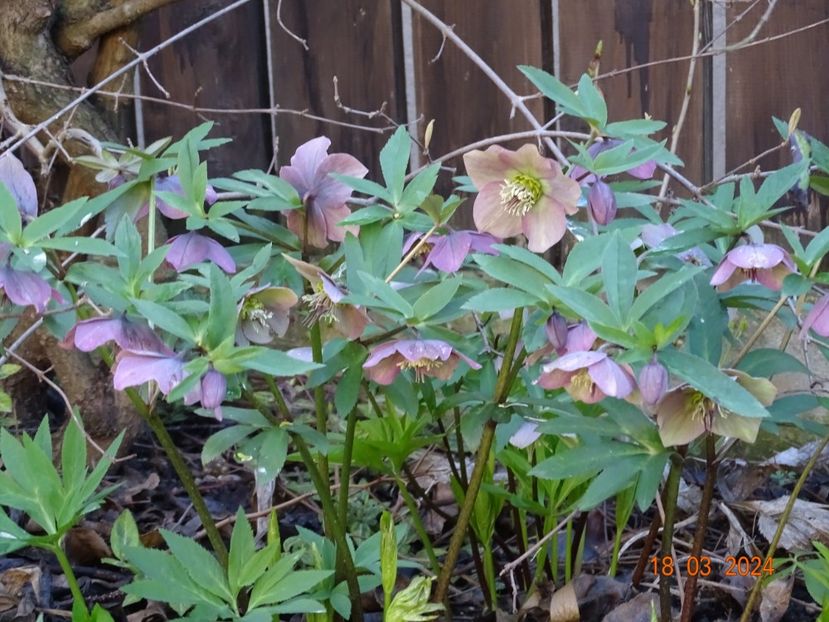 seedling - Helleborus 2024