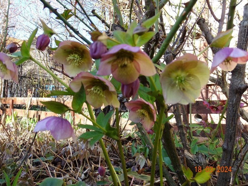 seedling - Helleborus 2024