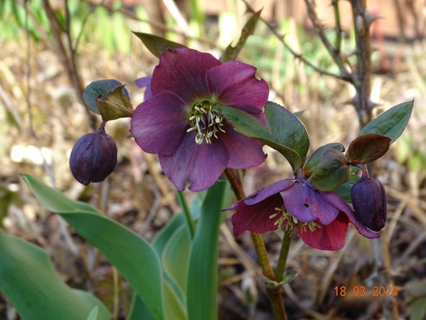 seedling - Helleborus 2024