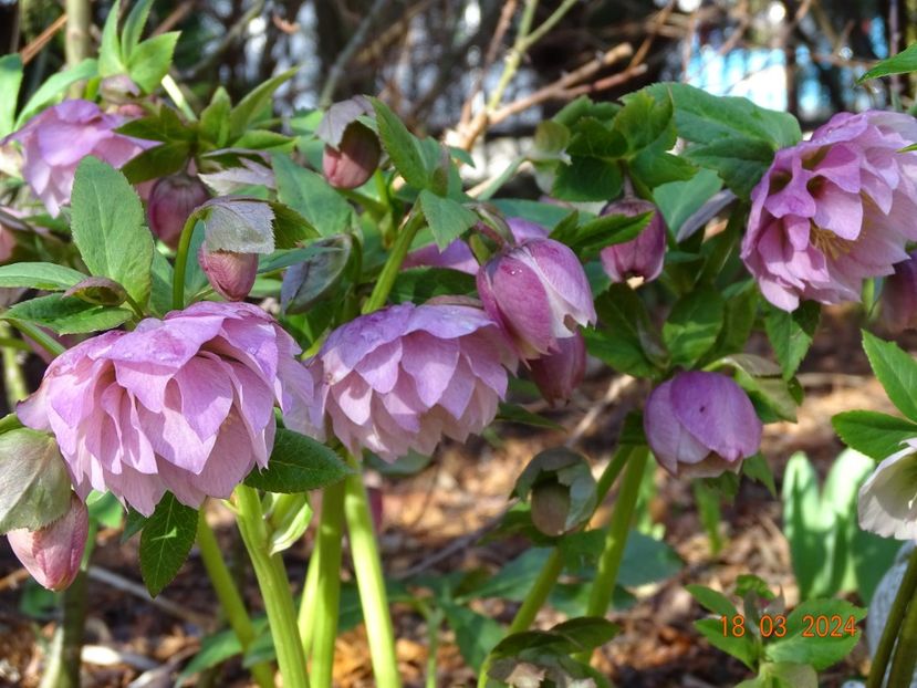 Double Ellen Pink - Helleborus 2024