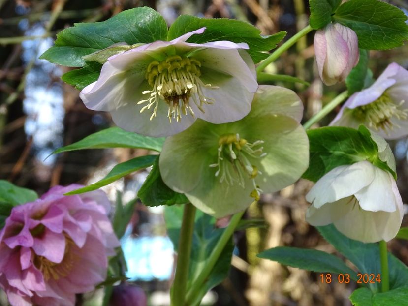 seedling - Helleborus 2024