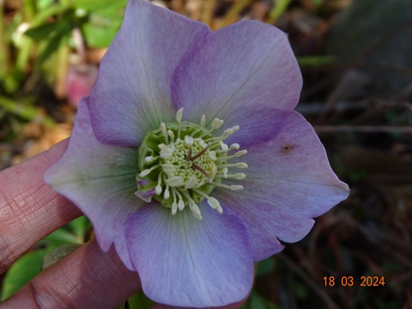 seedling - Helleborus 2024