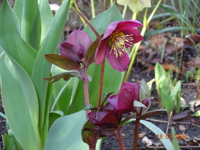 Anna's Red - Helleborus 2024