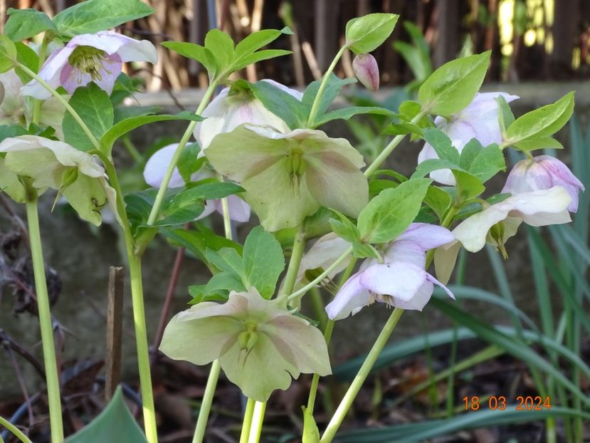 Viv Rosa - Helleborus 2024