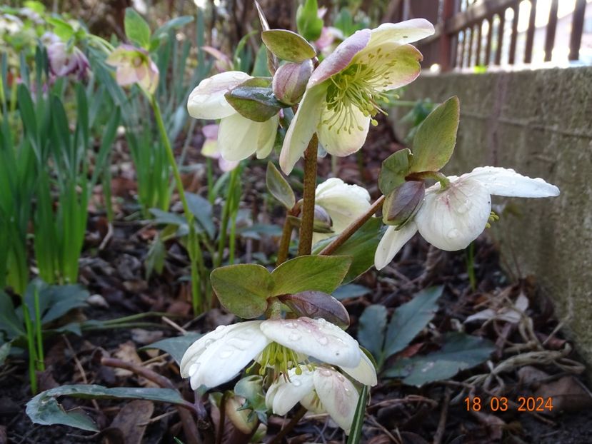 Candy Love - Helleborus 2024