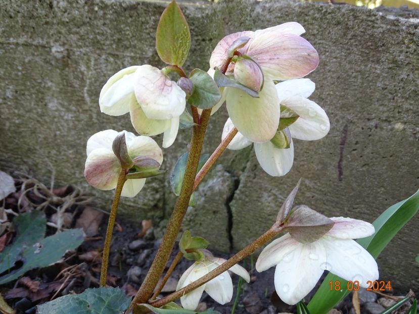 Candy Love - Helleborus 2024