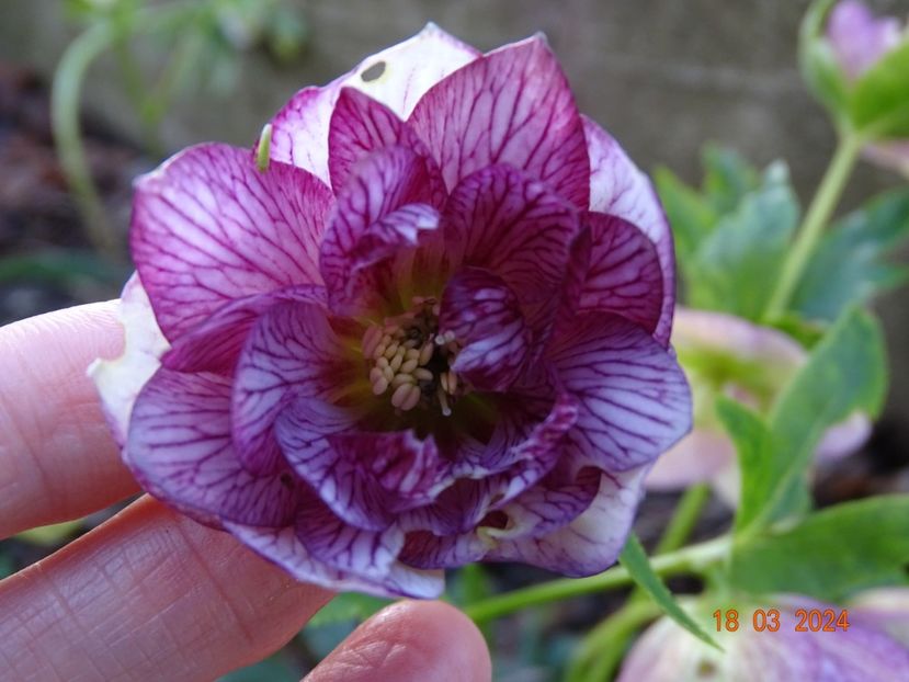Lily - Helleborus 2024