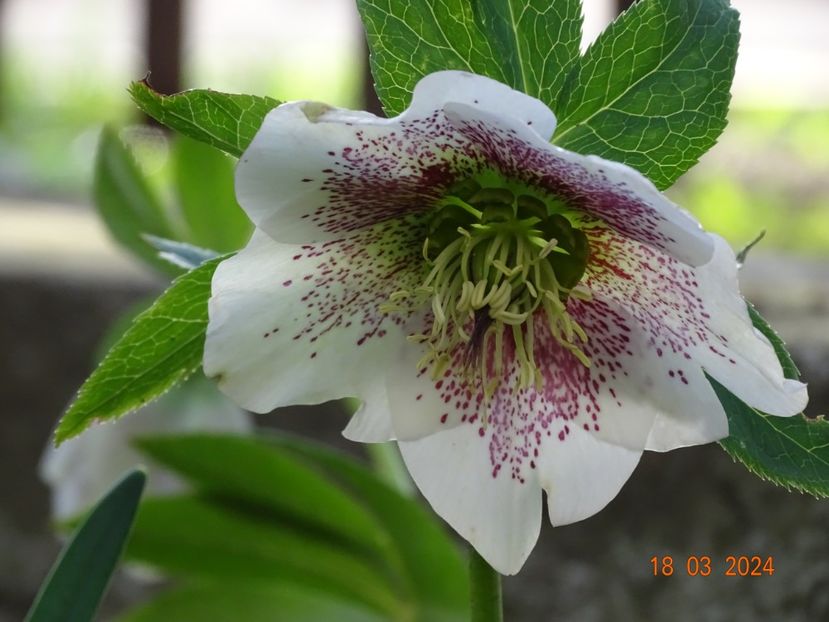 Frozen Kristoff - Helleborus 2024
