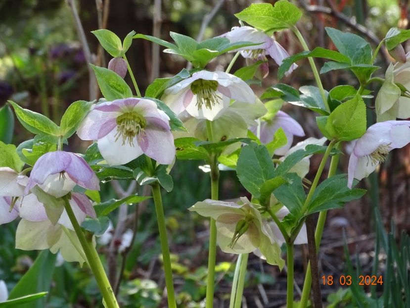 Viv Rosa - Helleborus 2024