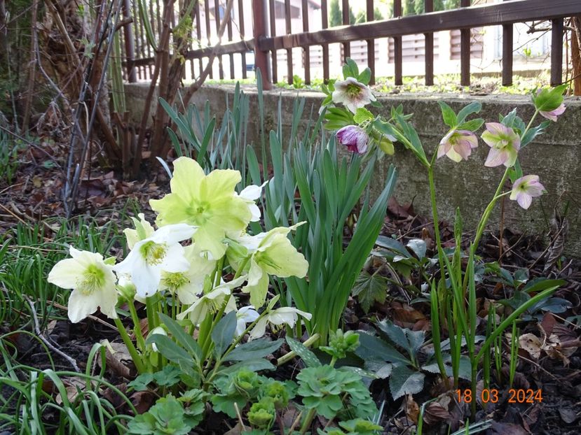 Praecox si Lily - Helleborus 2024