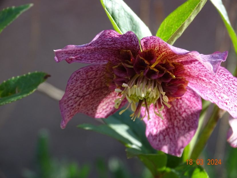 Tutu - Helleborus 2024