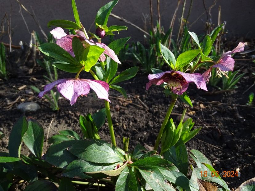Tutu - Helleborus 2024