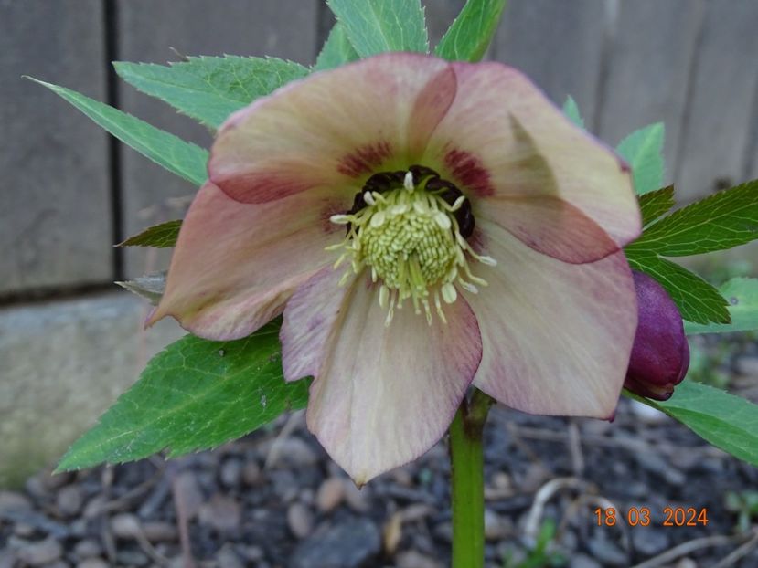 Apricot Red Center - Helleborus 2024