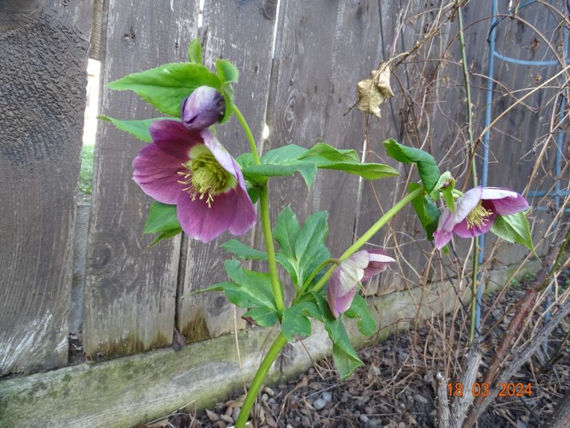 in loc de Anemone Yellow - Helleborus 2024