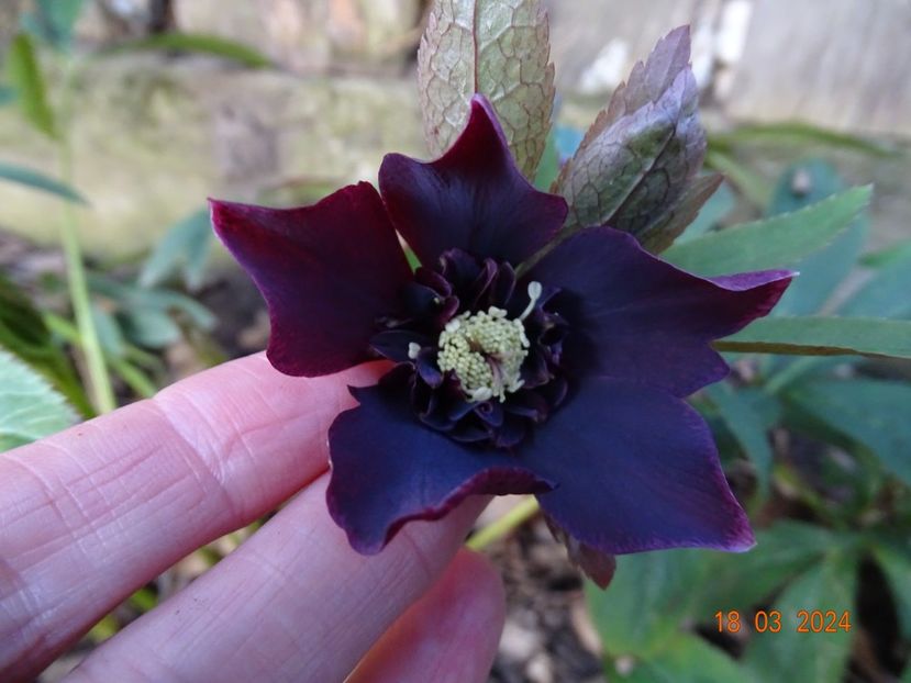 Aubergine anemona - Helleborus 2024