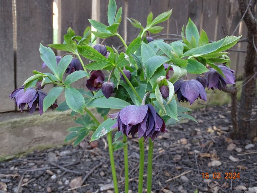 Double Ellen Purple - Helleborus 2024